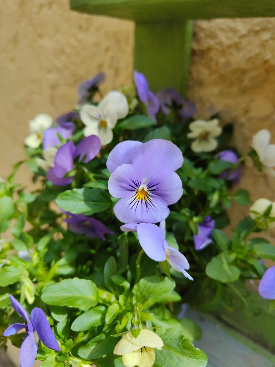 Garden, Garden