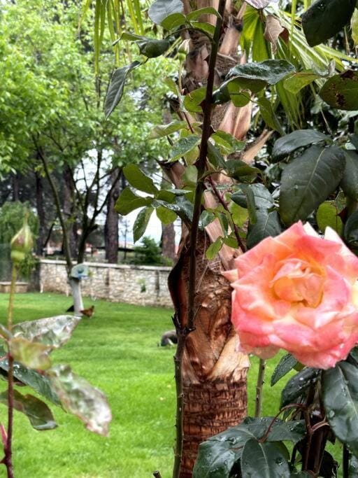 Spring, Day, Natural landscape, Garden, Garden view