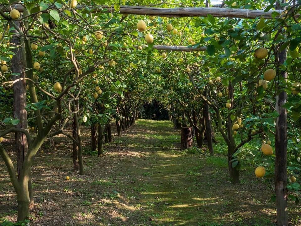 Natural landscape, Garden, Garden