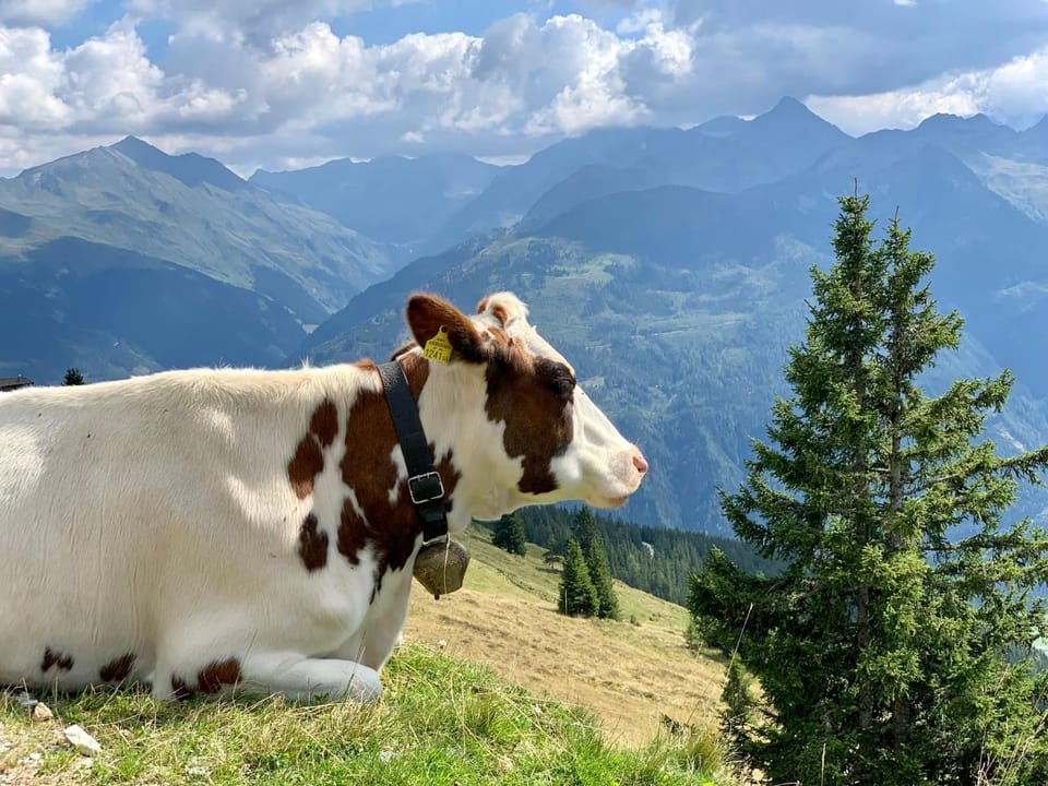 Natural landscape, Animals, Mountain view