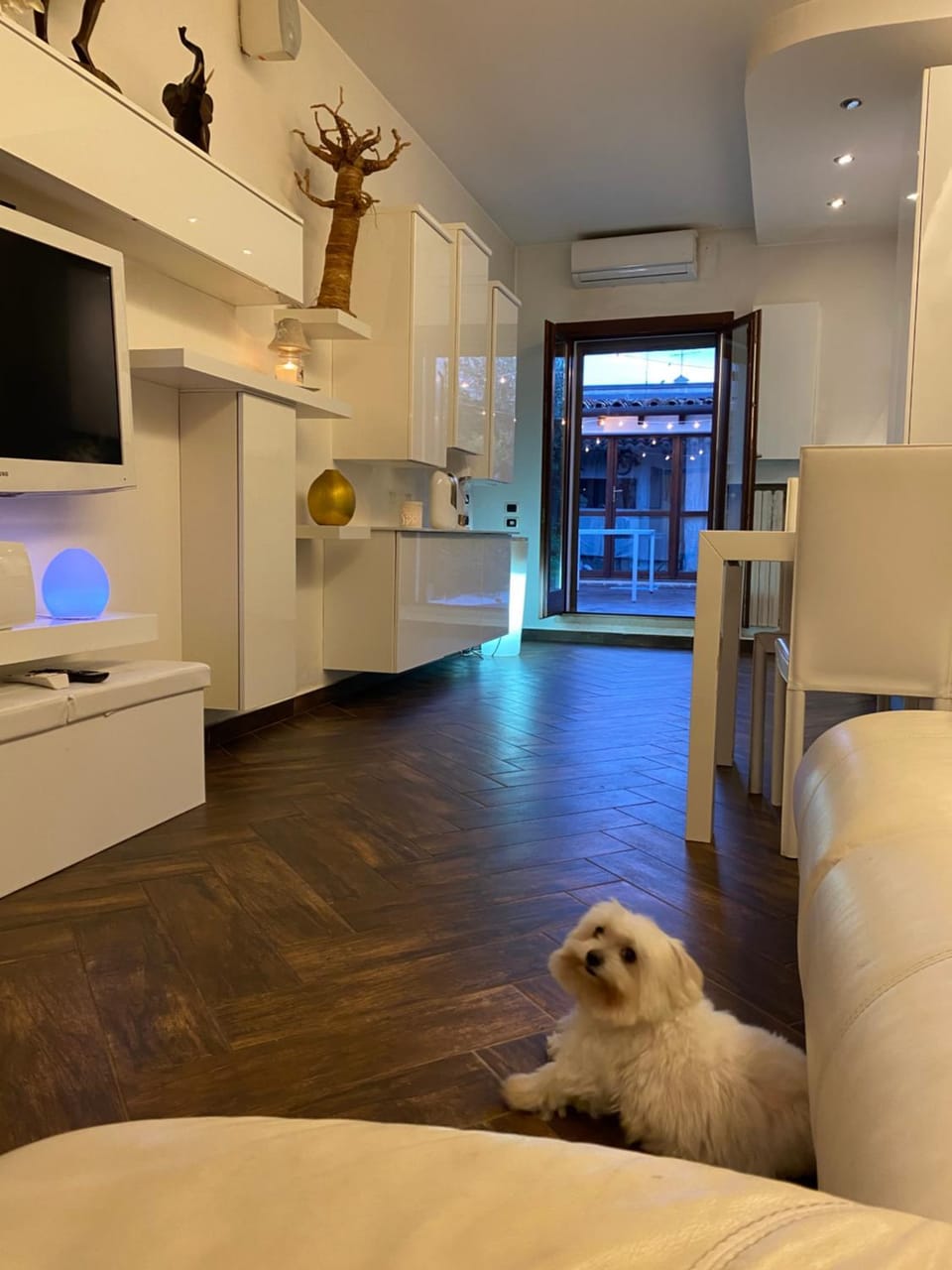 TV and multimedia, Pets
