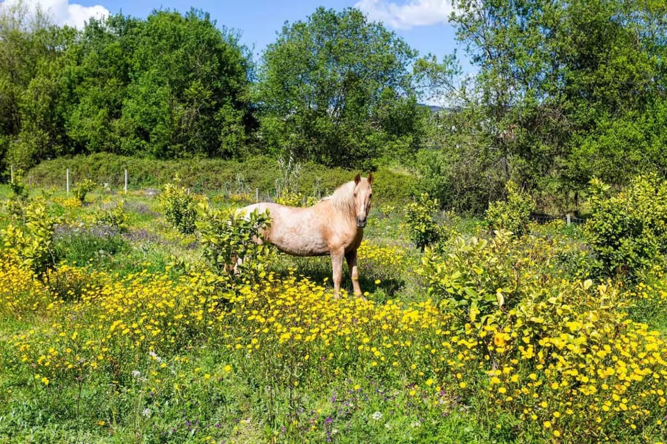 Animals