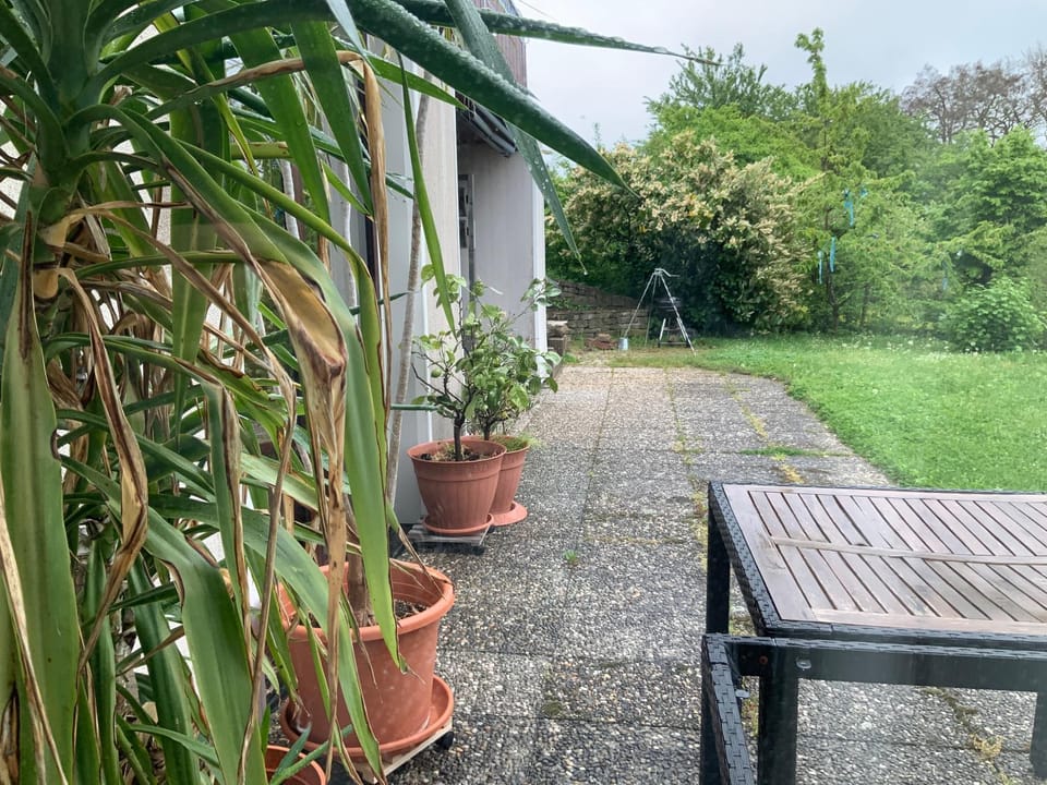 Patio, Spring, Day, Garden, Garden view