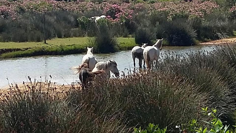 Animals