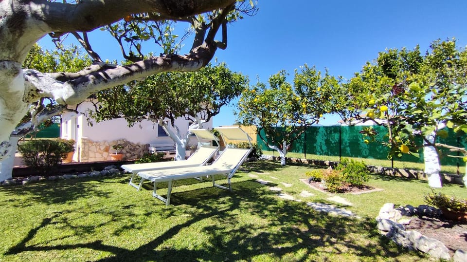 Garden, Garden view, sunbed
