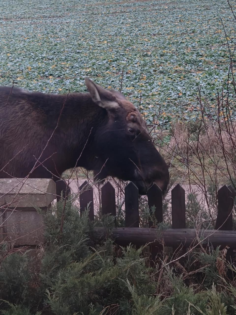 Stary Dom, a może Bed and Breakfast in Lithuania
