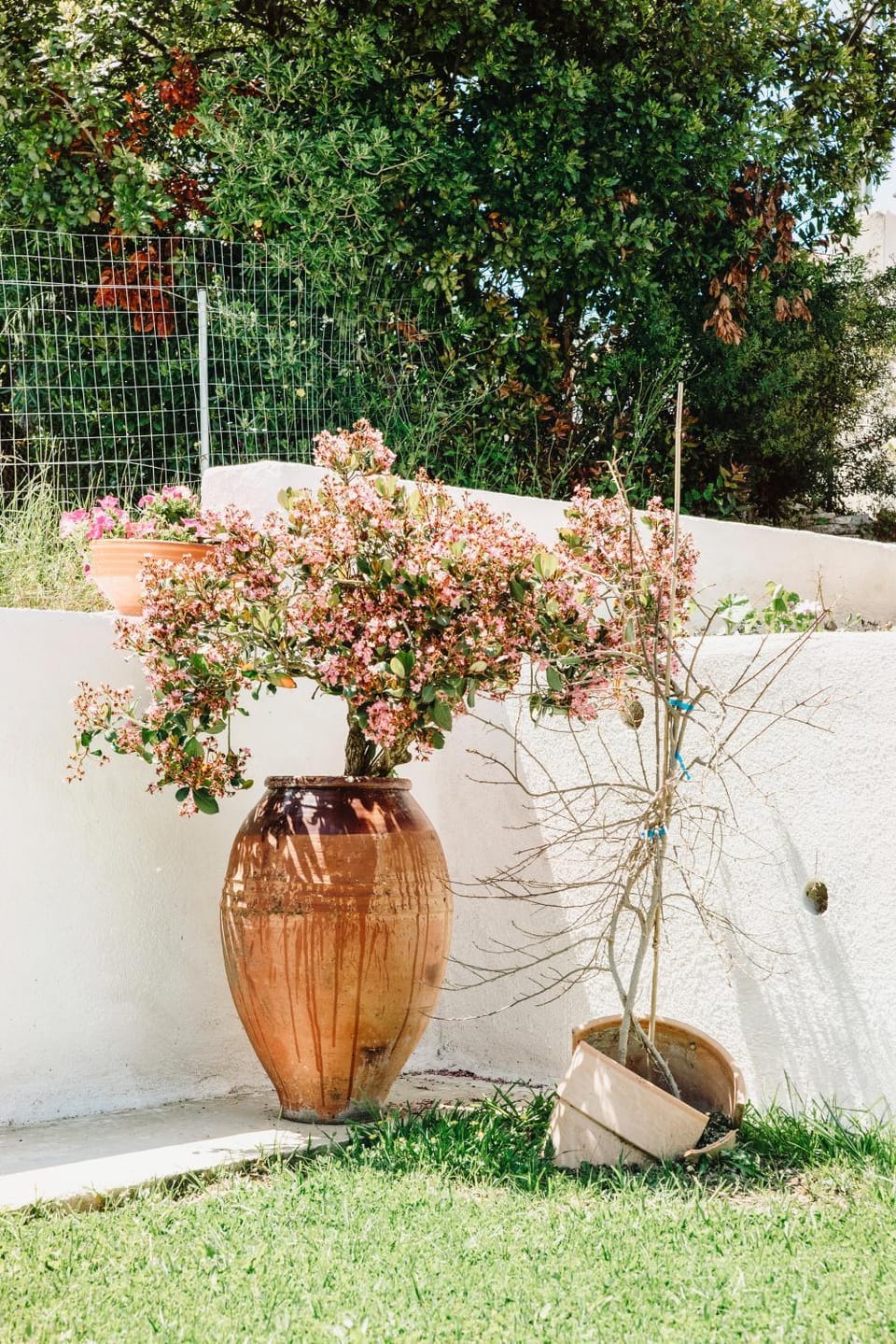 Spring, Garden