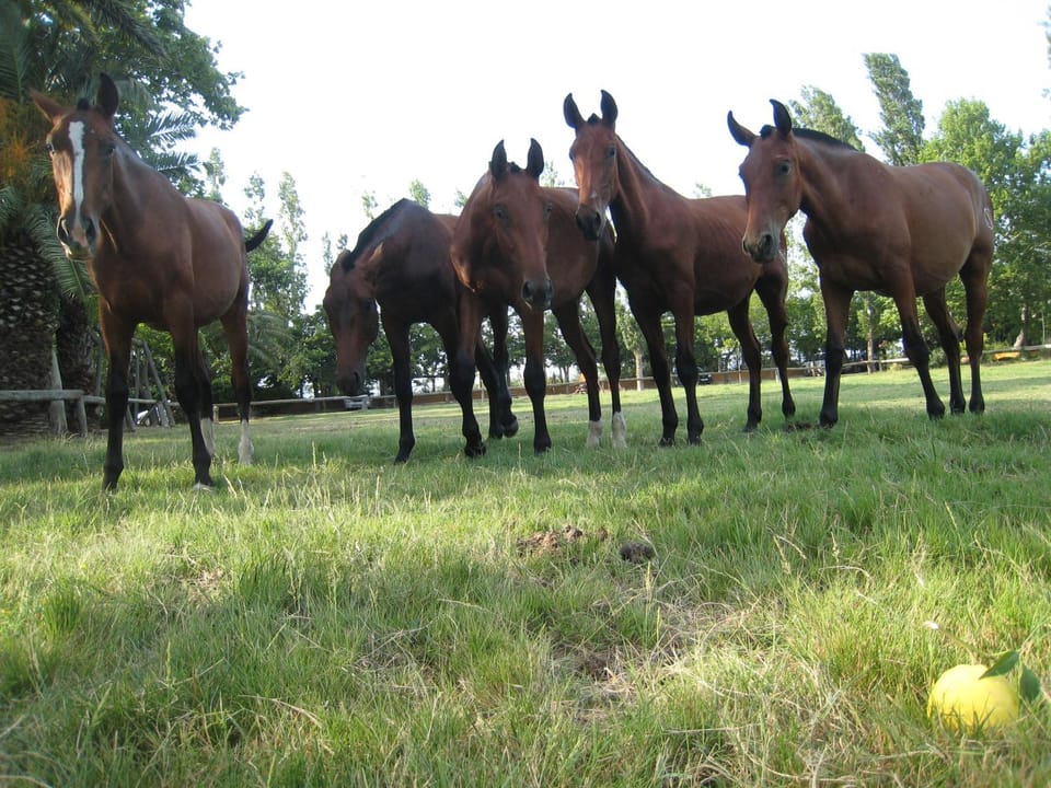 Animals