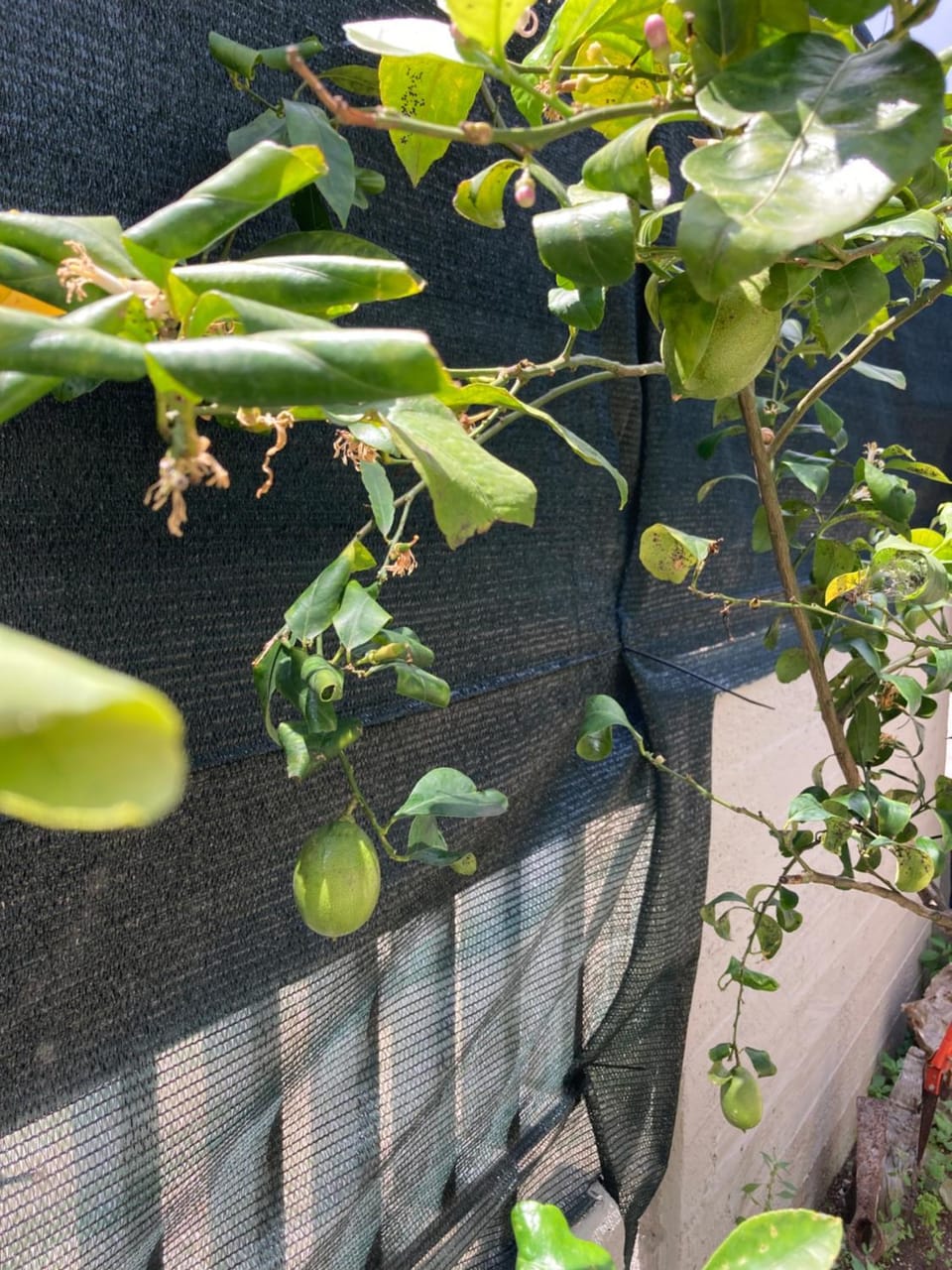 Day, Garden, Garden view