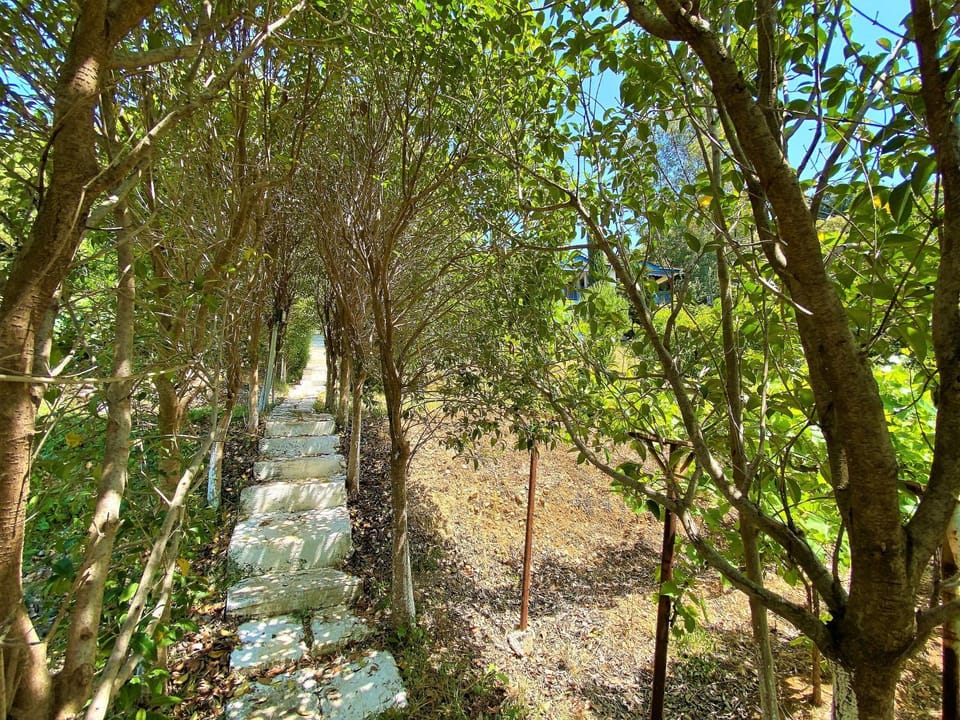 Spring, Day, Natural landscape, Garden, Garden view