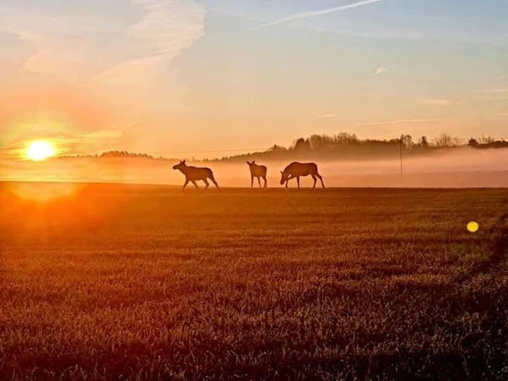 Sielski Zakątek Apartment in Lithuania