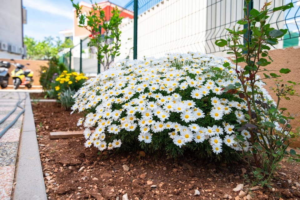 Spring, Day, Garden
