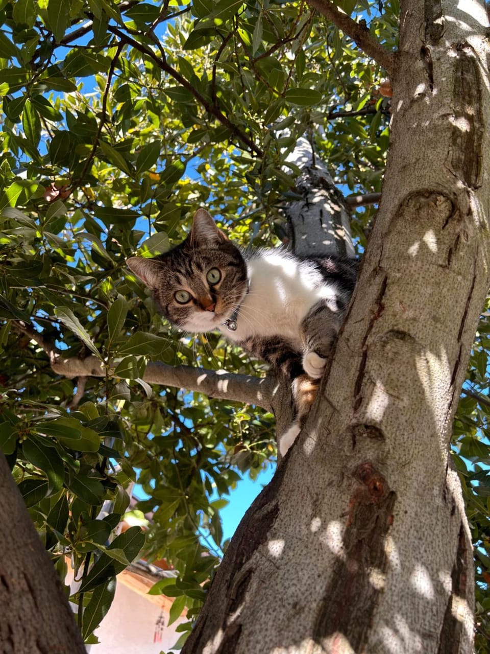 Natural landscape, Animals