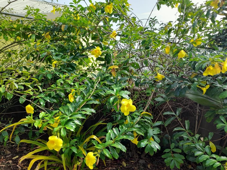 Property building, Garden view