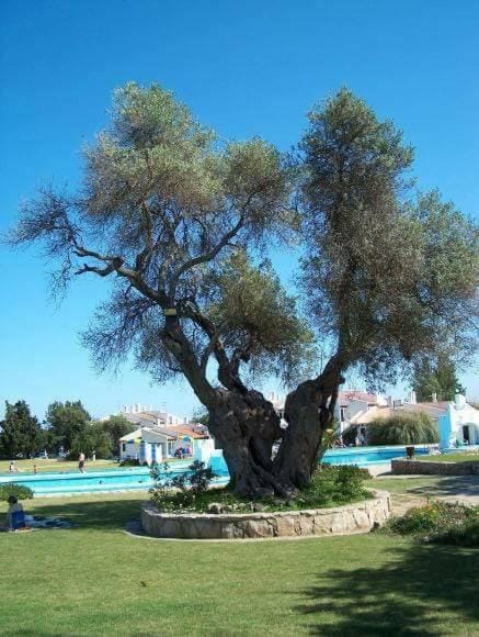 Pedras D'el Rei - Sea View Apartment in Faro District