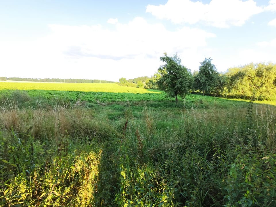 Spring, Natural landscape, Garden