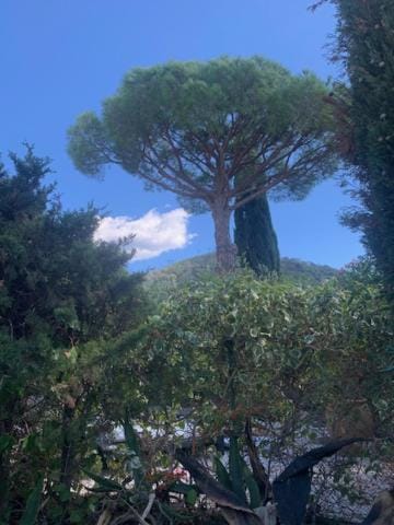 Natural landscape, Garden, Garden view