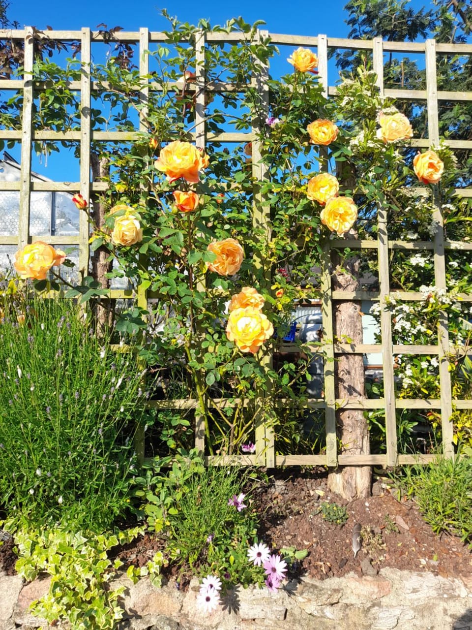 The Burrows (ladybird lodgings) Bed and Breakfast in Stoke Gabriel