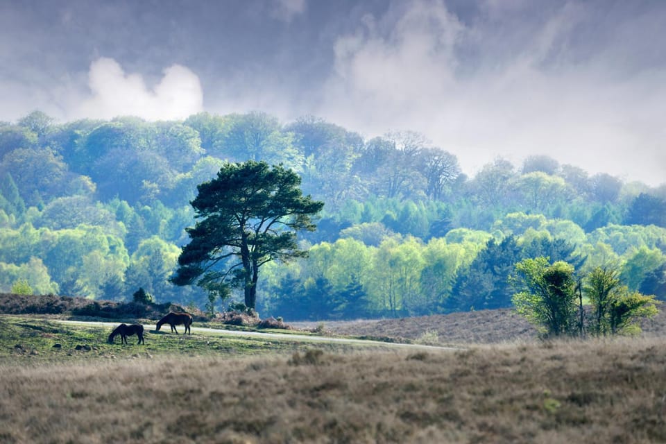 Natural landscape
