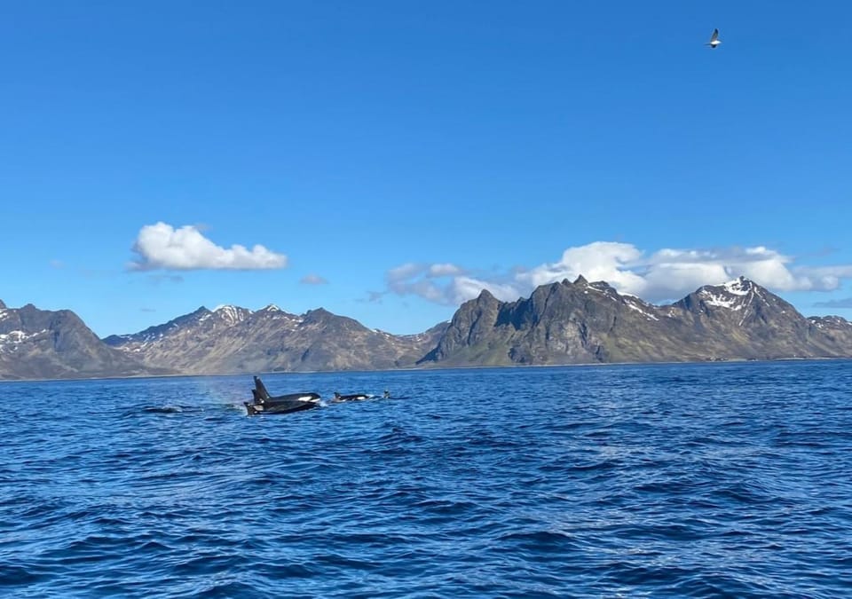 Perfekt base for det meste! Apartment in Lofoten