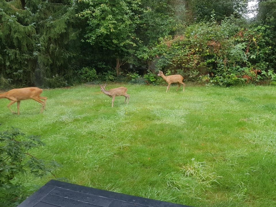 Garden, Garden, View (from property/room), Garden view, Area and facilities