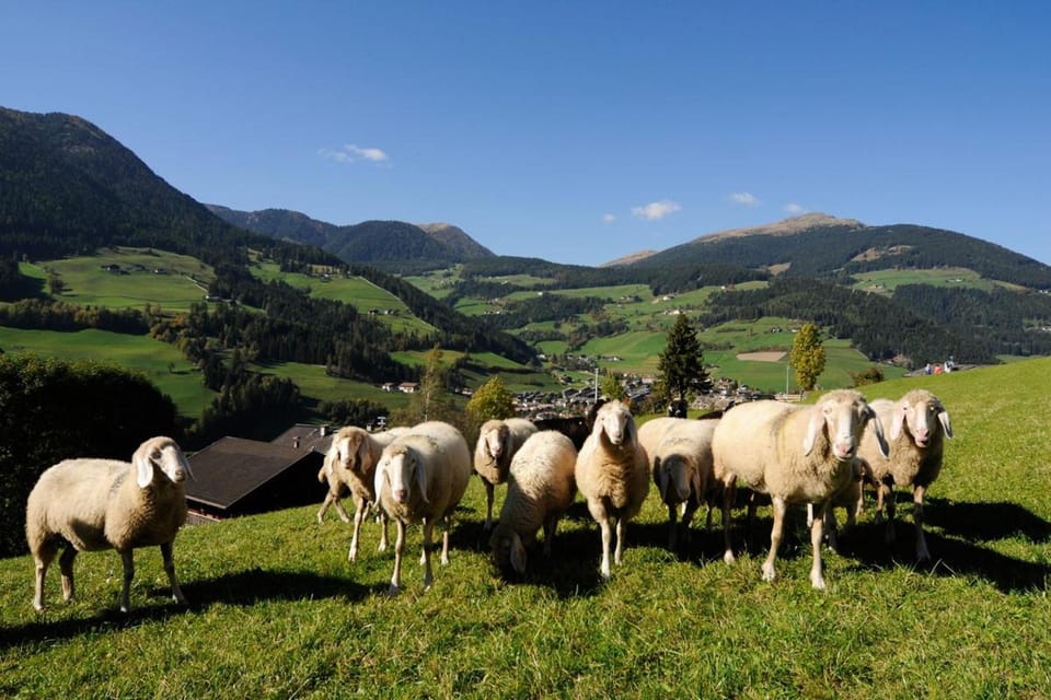 Natural landscape, Animals, Mountain view