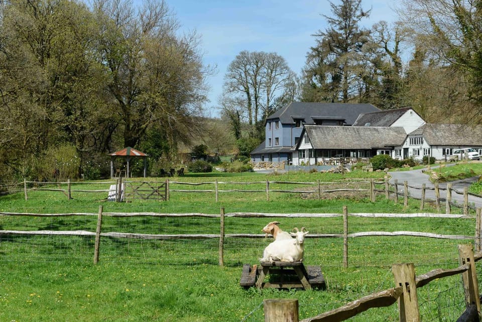 Property building, Garden, Pets, Garden view