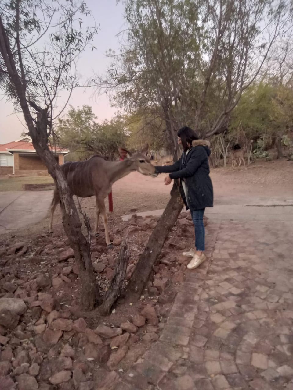 Animals