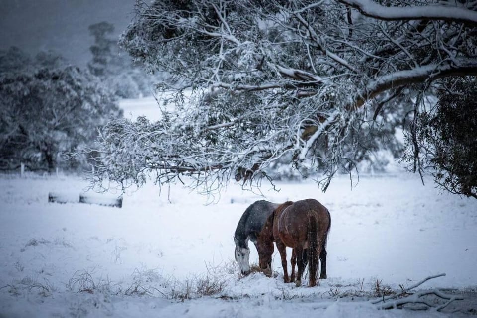 Winter, Animals