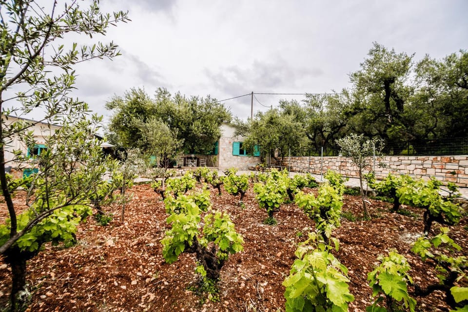 Tsantri Olive Grove residence House in Zakynthos, Greece