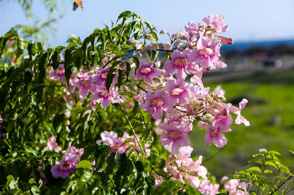 Natural landscape, Garden view
