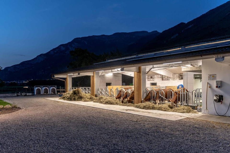 Night, Other, Animals