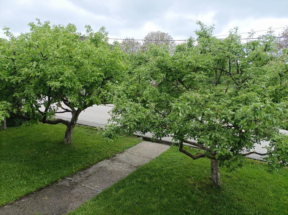 Spring, Day, Garden view