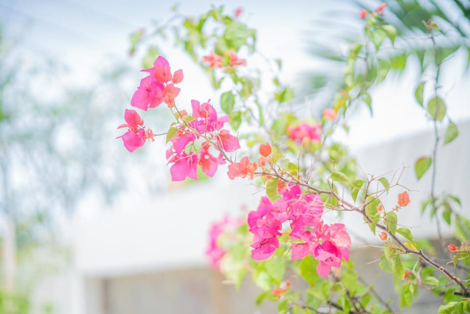 Garden, Garden view