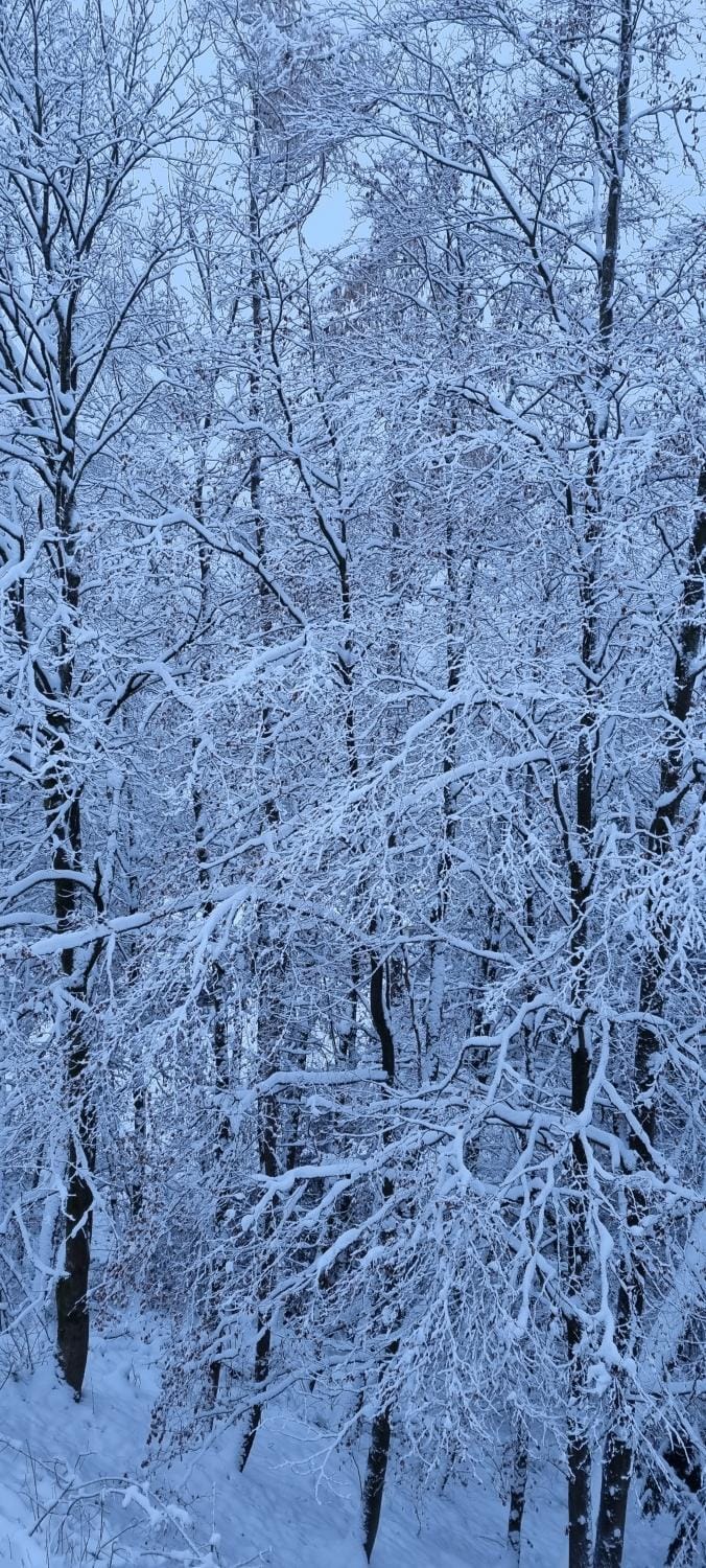 Natural landscape, Winter