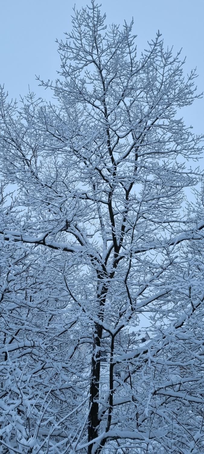 Natural landscape, Winter