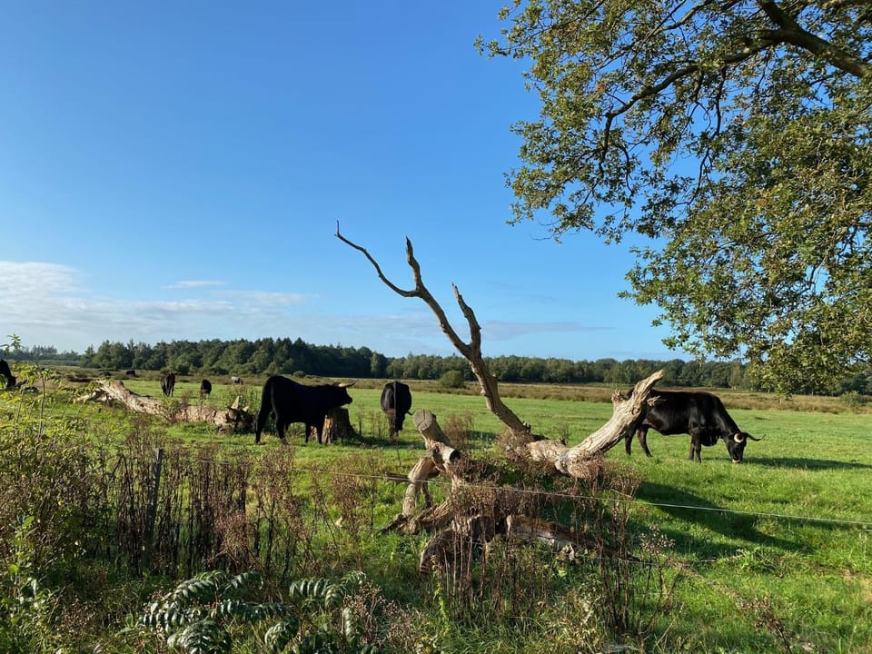 Chalet met Veranda en whirlpool gelegen in NP Drents Friese Wold, camping met zwembad 70 Campground/ 
RV Resort in Drenthe (province)