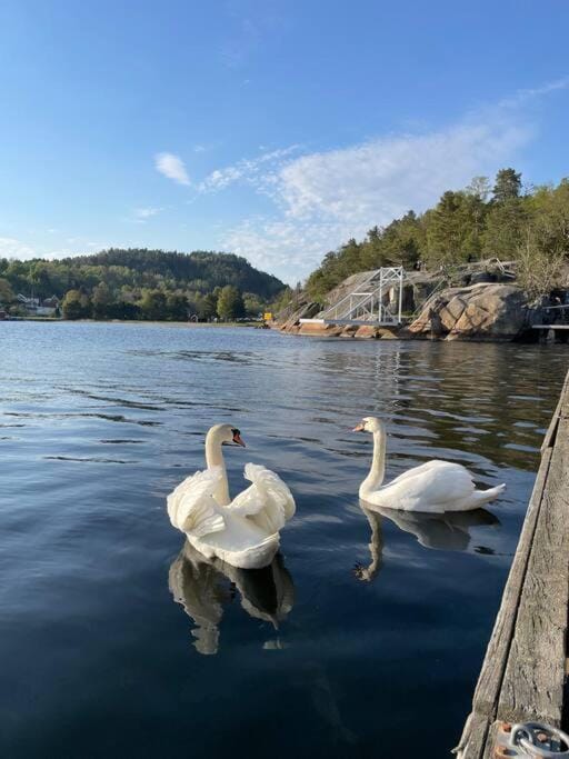Leilighet ved sjøen med strand til leie - Juli måned Apartment in Viken, Norway