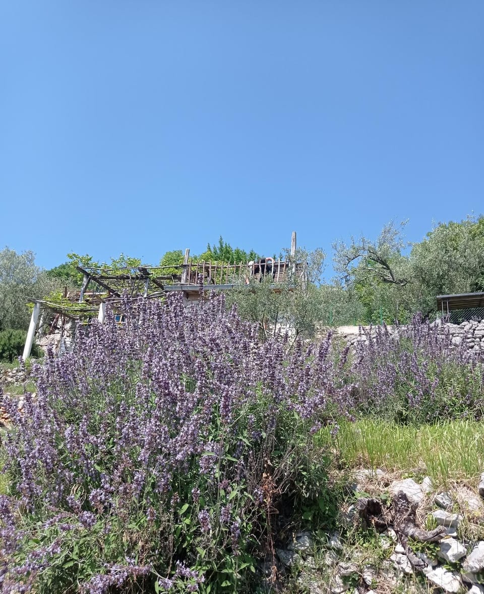 Day, Garden
