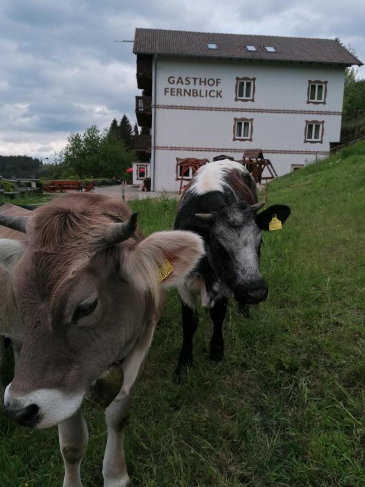 Alpengasthof Fernblick Inn in Styria