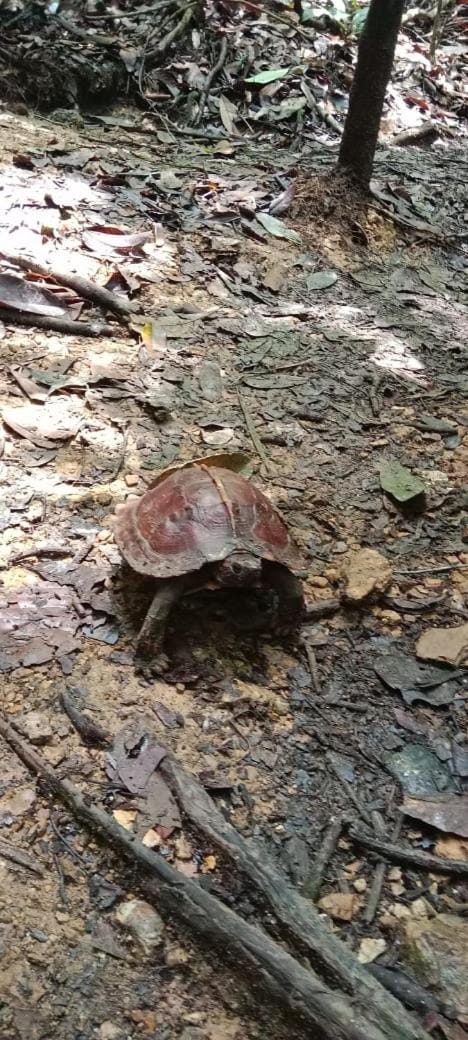 Umiyuki jungle tour only treking with us Hotel in Indonesia