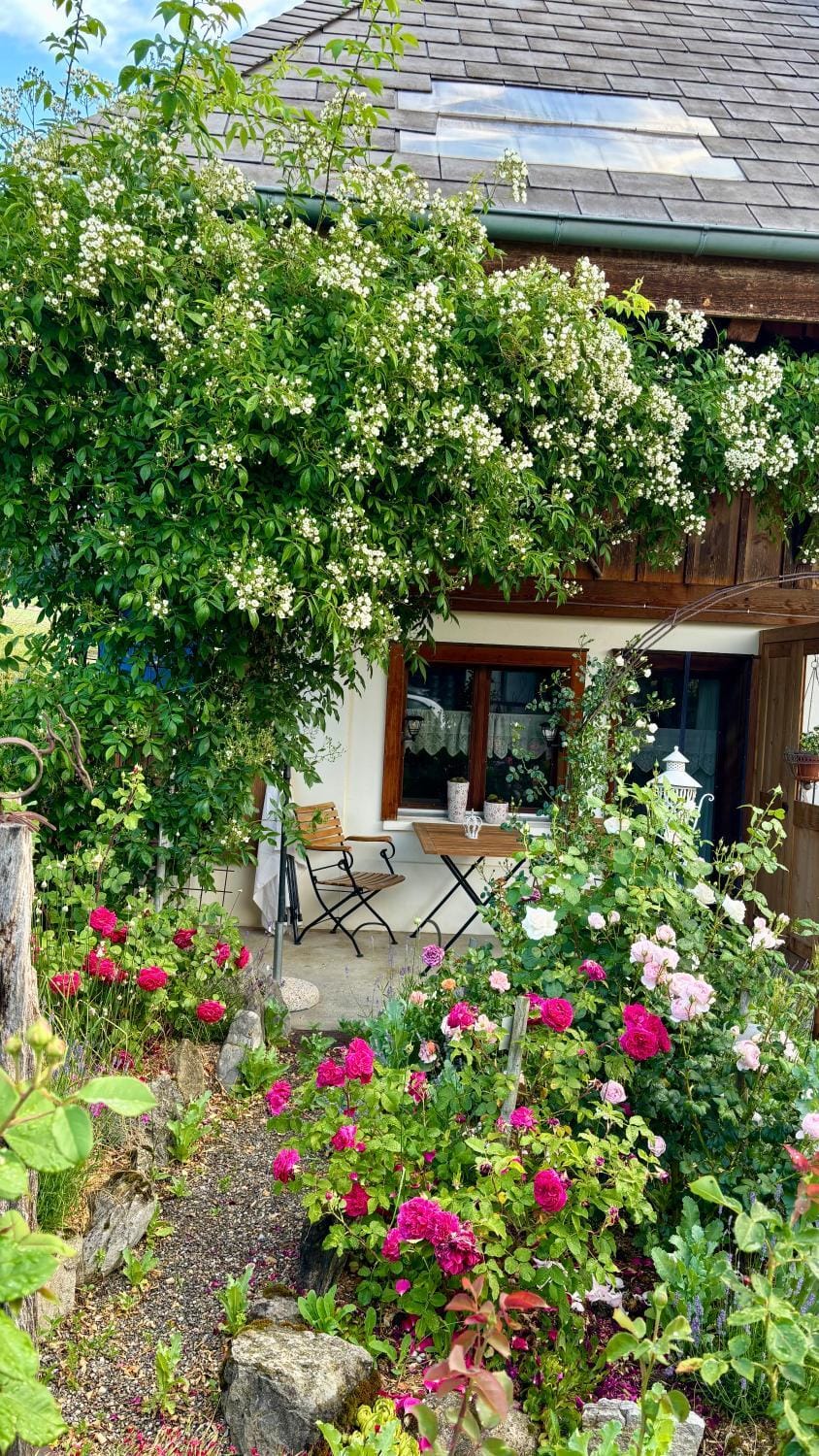 Garden view