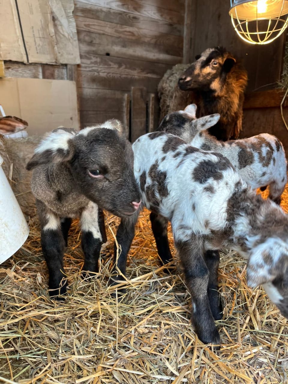 Les gîtes de la bergerie Apartment in Xonrupt-Longemer