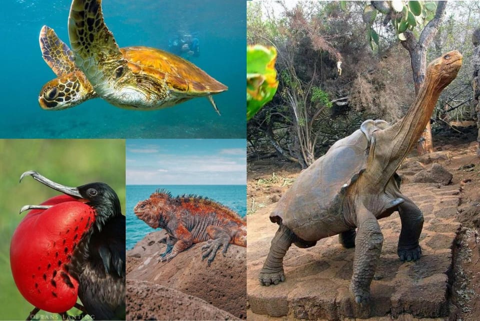 Animals