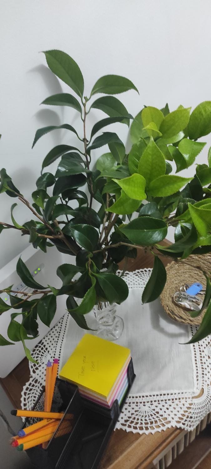 Piso As Rodas Apartment in O Salnés