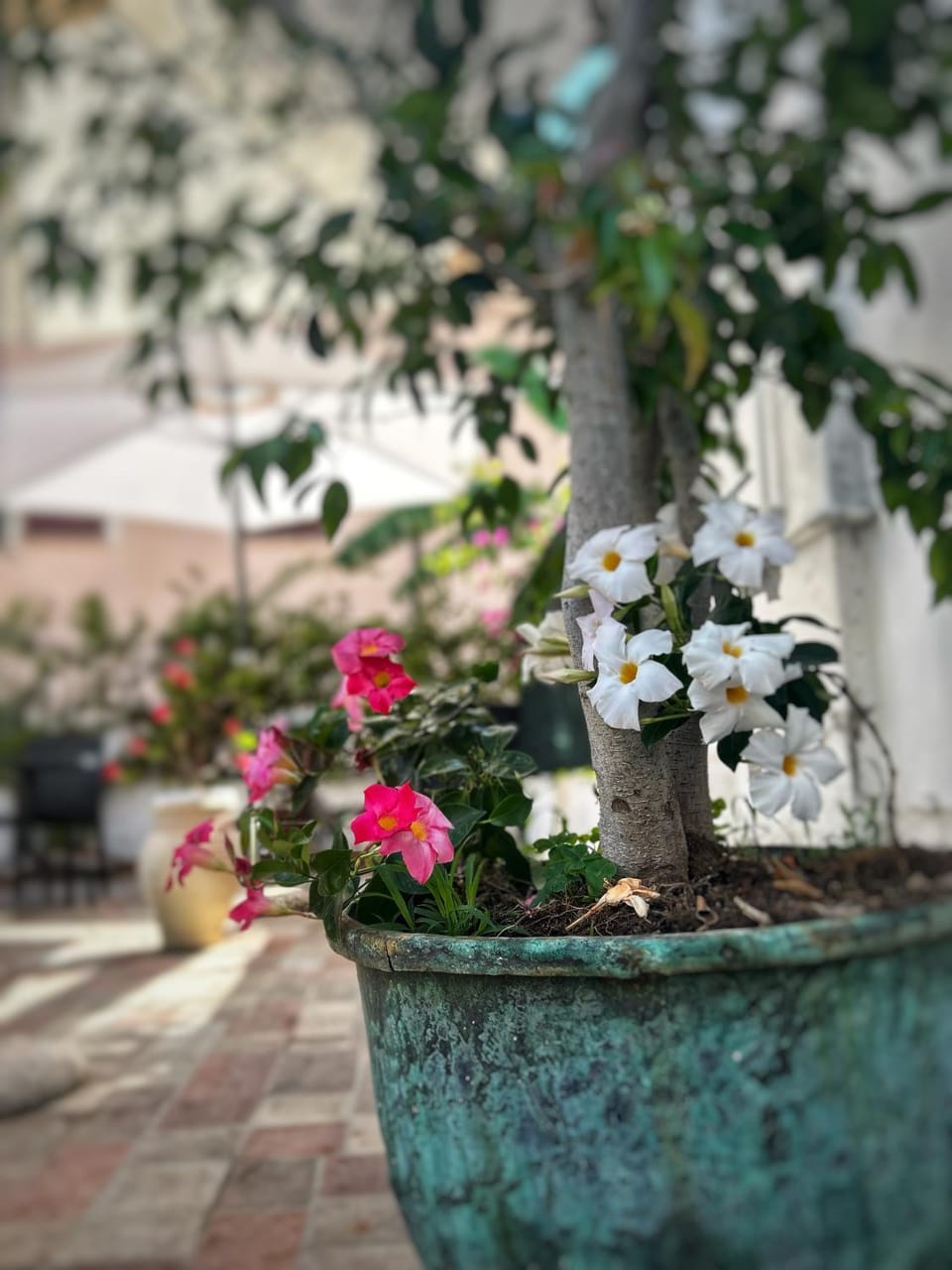 La Maison Derrière Bed and Breakfast in Tropea