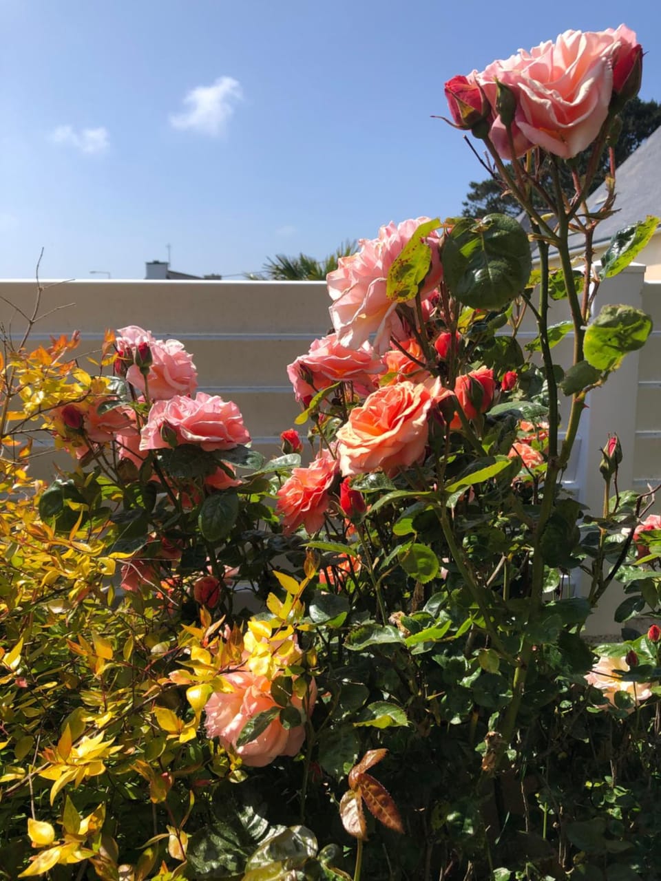 Garden, Garden view