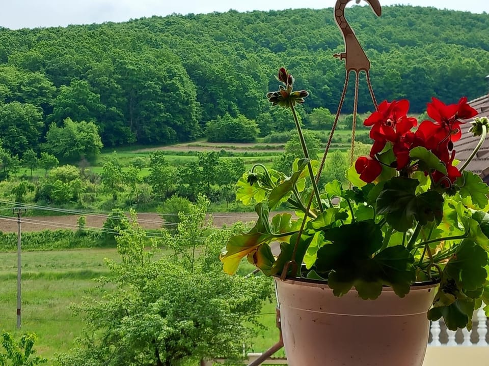 Casa Lia Figa Bed and Breakfast in Cluj County