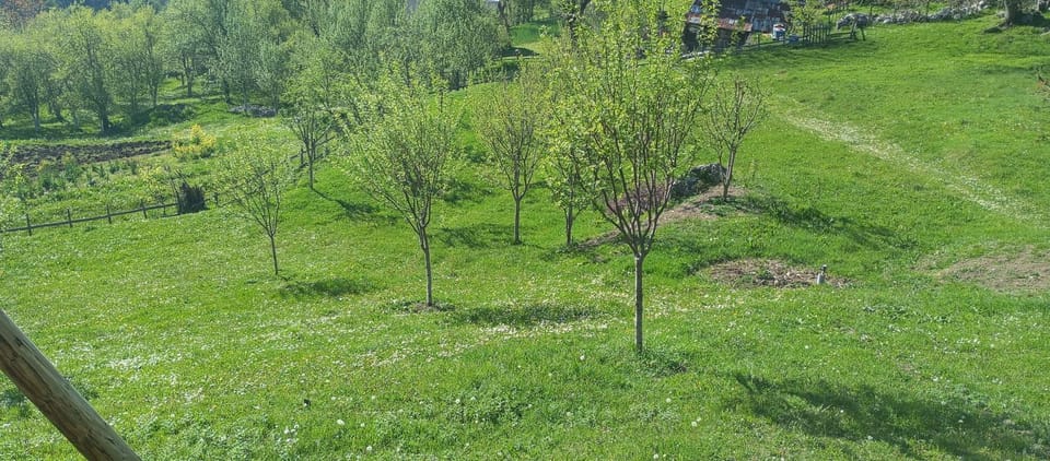 Jelena Apartment in Montenegro