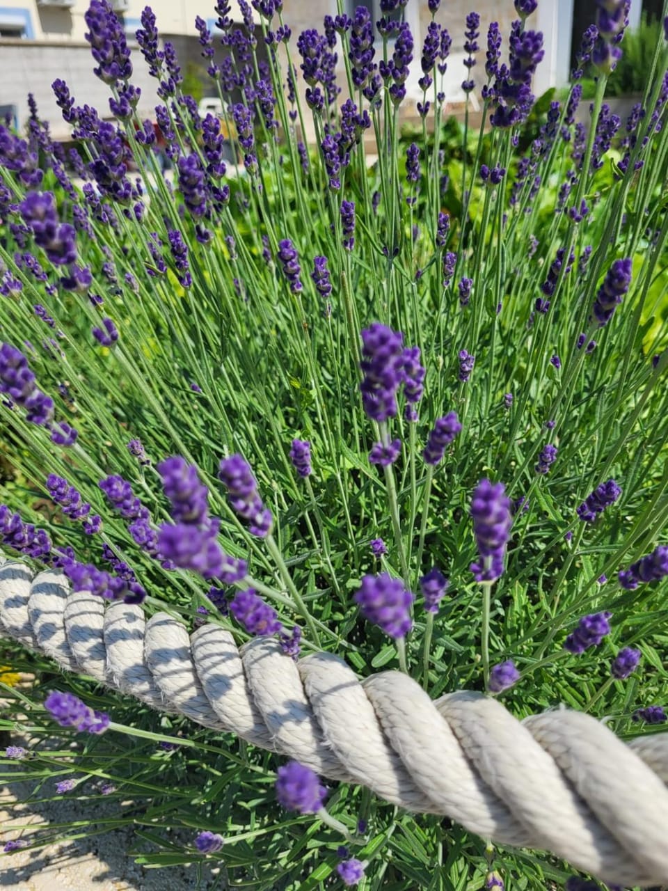 Day, Garden